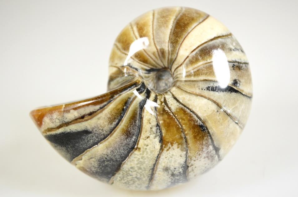 Nautilus Fossils For Sale
