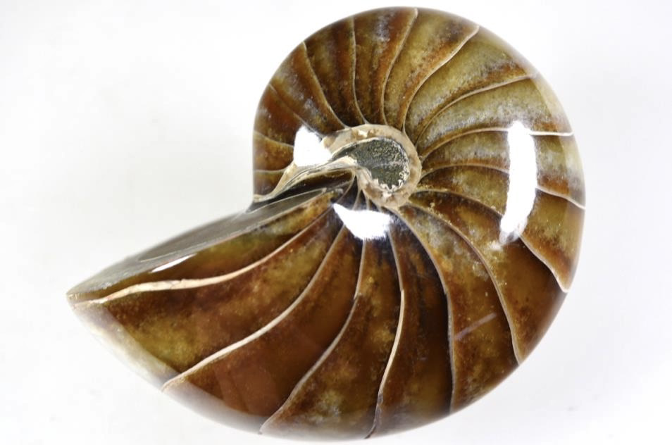 1 polished whole fossil nautilus ammonite  and 100 A grade fossil shark teeth