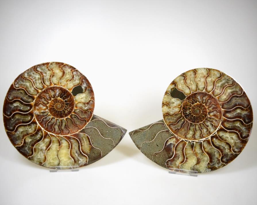 Ammonite Pair 17.8cm | Image 1