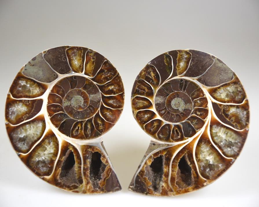 Ammonite Pair 8.1cm | Image 1