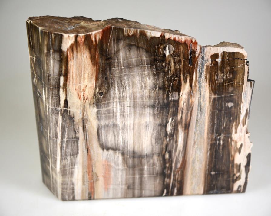 Fossilised Wood Freeshape 15cm | Image 1