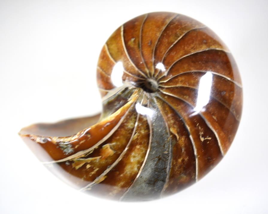 Nautilus 11.8cm | Image 1