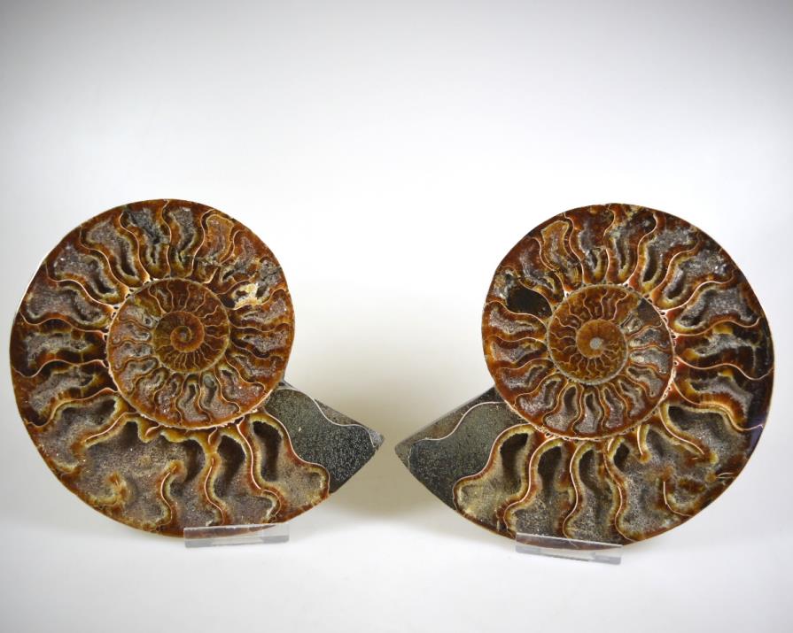 Ammonite Pair 15.4cm | Image 1