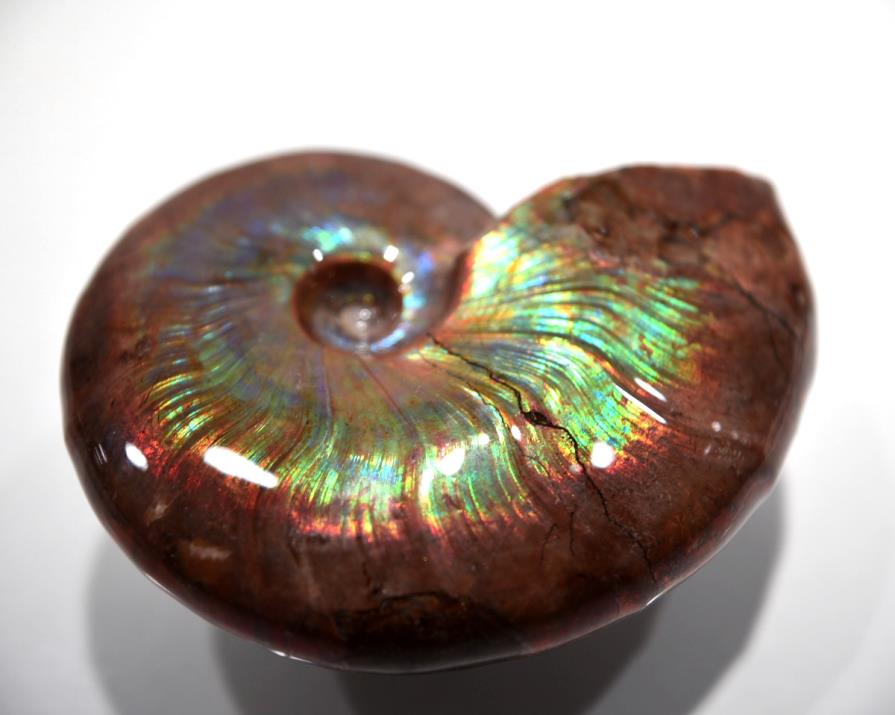 Ammonite Iridescent 7.4cm | Image 1