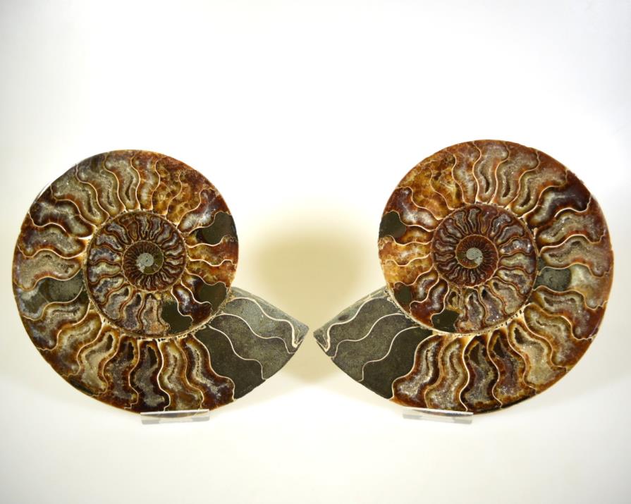 Ammonite Pair 18.1cm | Image 1