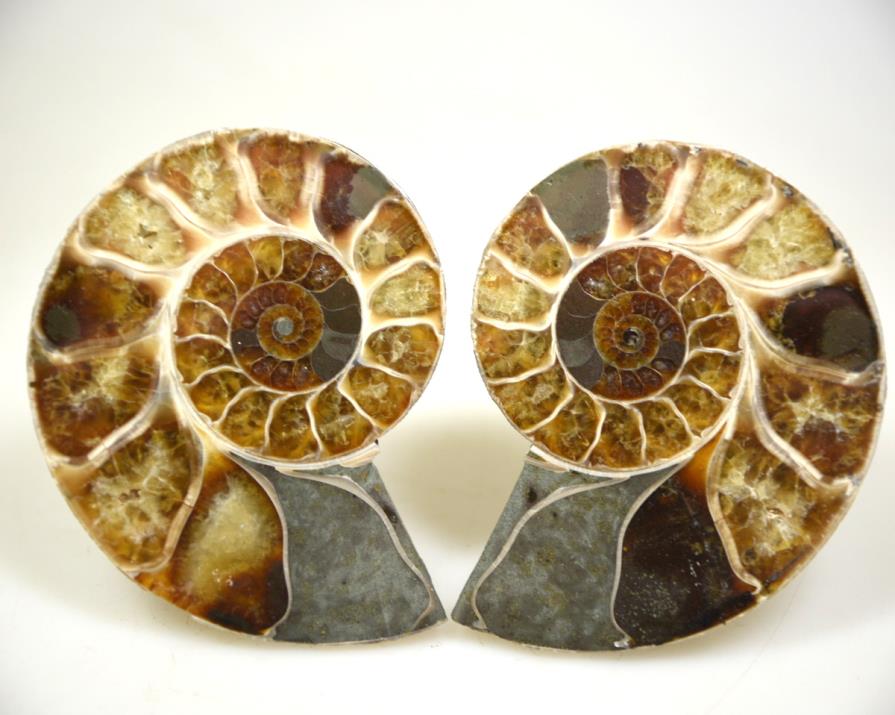 Ammonite Pair 8.7cm | Image 1