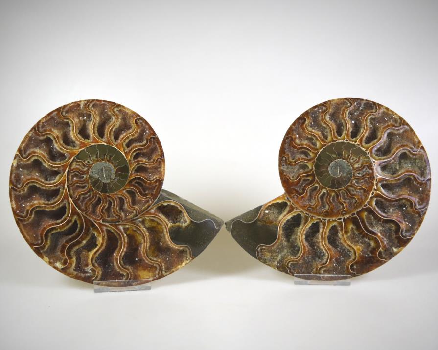 Ammonite Pair 15.7cm | Image 1
