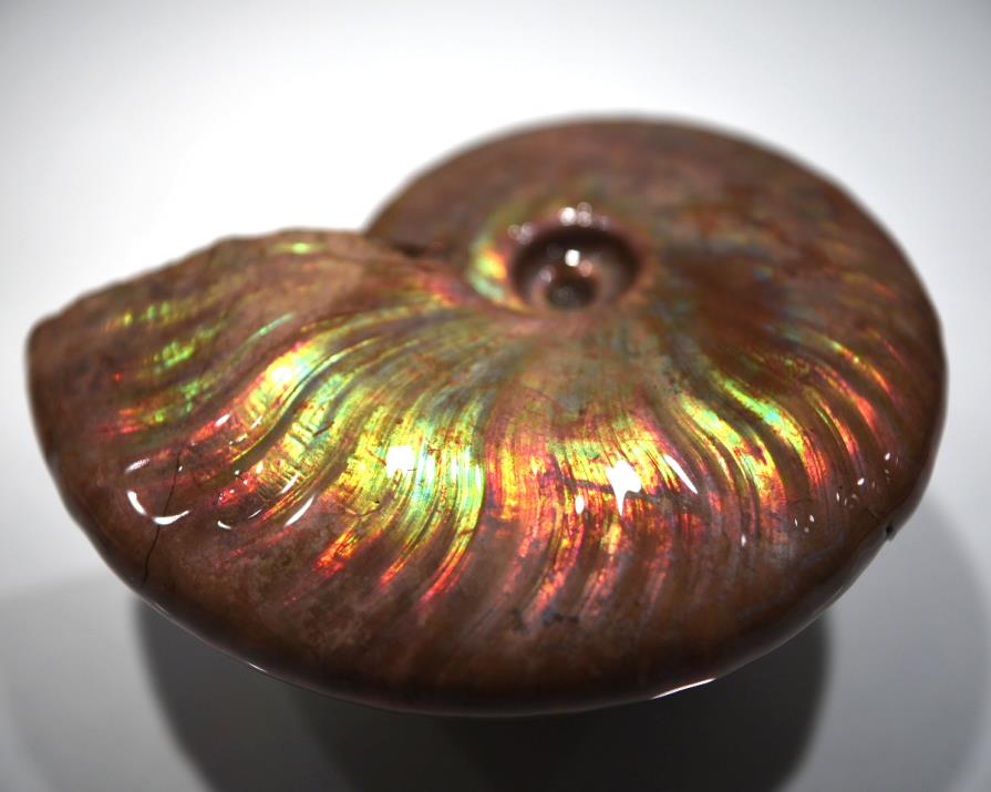 Ammonite Iridescent 8.82cm | Image 1