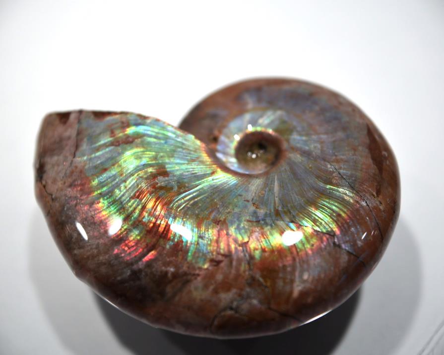 Ammonite Iridescent 6.92cm | Image 1