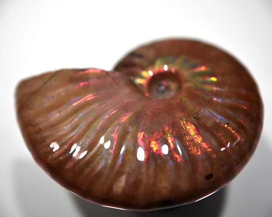 Ammonite Iridescent 5.72cm | Image 1