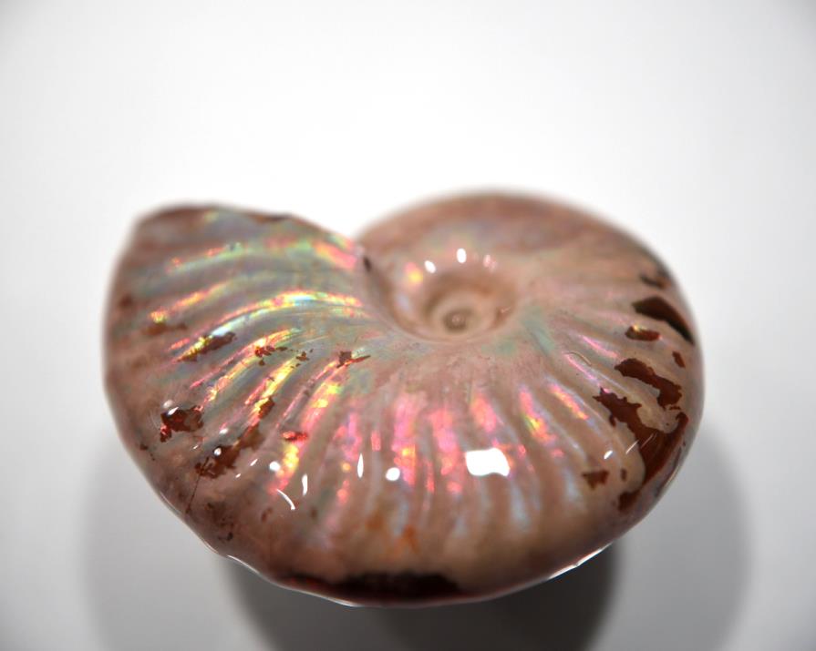 Ammonite Iridescent 4.5cm | Image 1