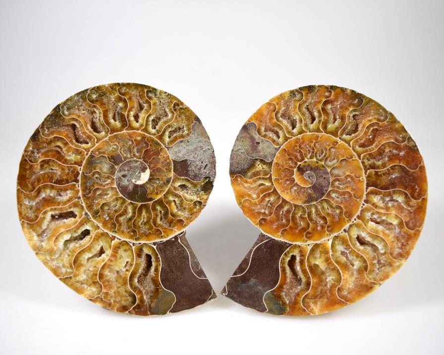 Ammonite Pair 11.1cm | Image 1