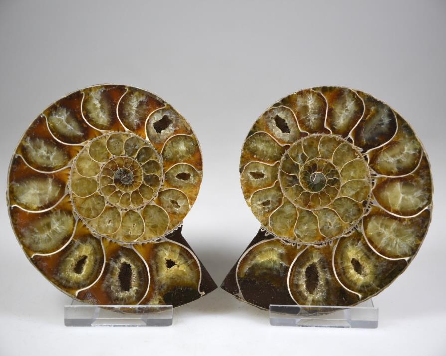 Ammonite Pair 9.6cm | Image 1