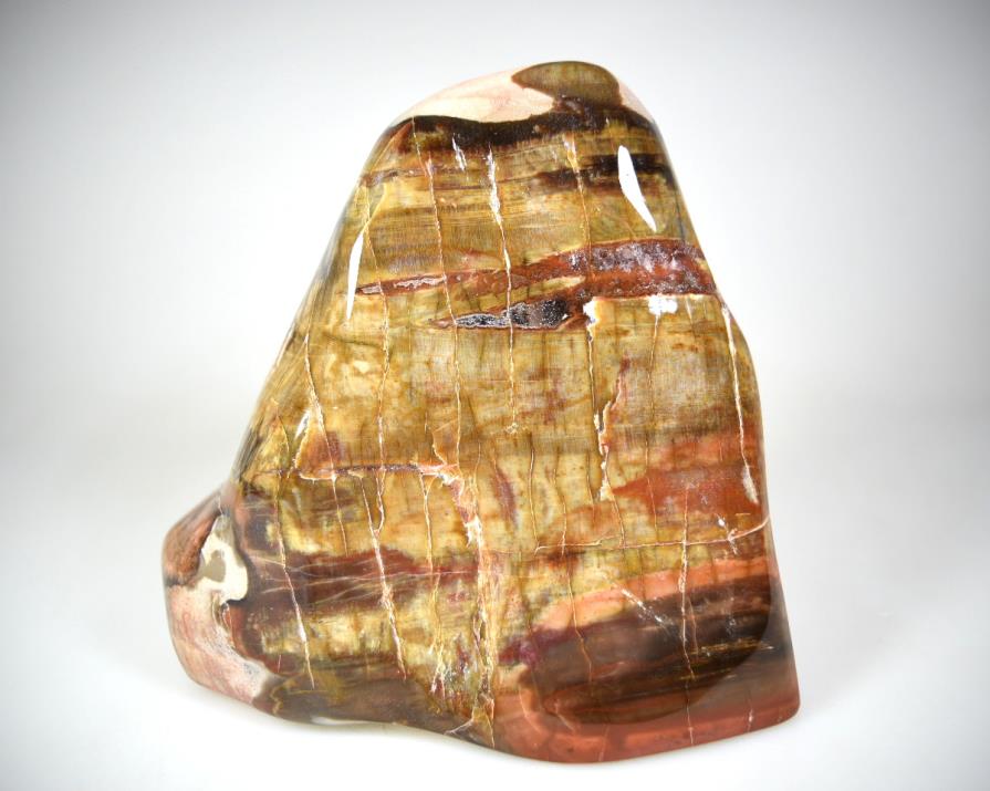 Fossilised Wood Freeshape 13.5cm | Image 1