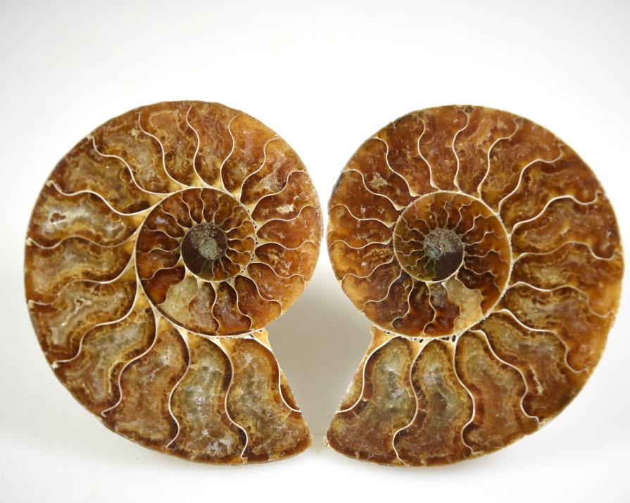 Ammonite Pair 8.9cm | Image 1