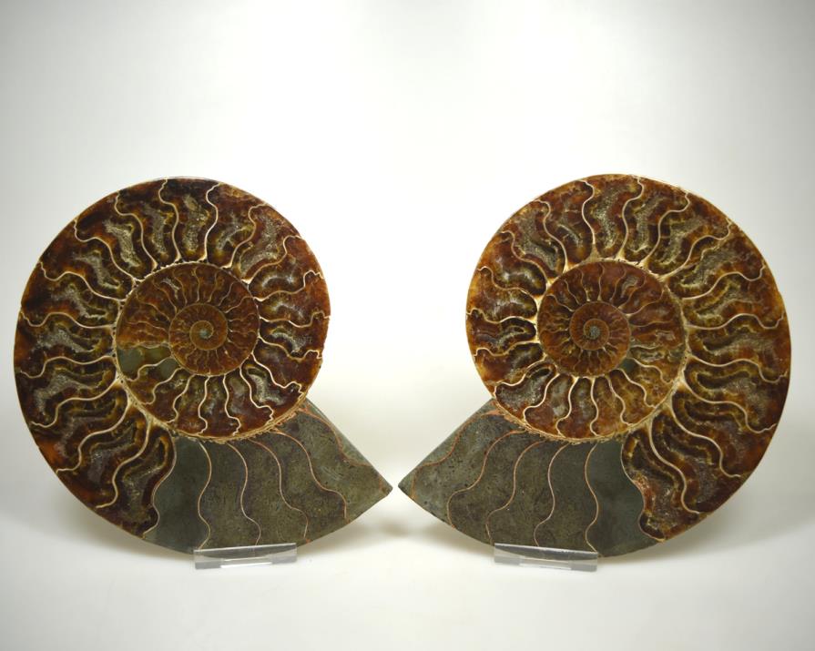 Ammonite Pair 17.2cm | Image 1