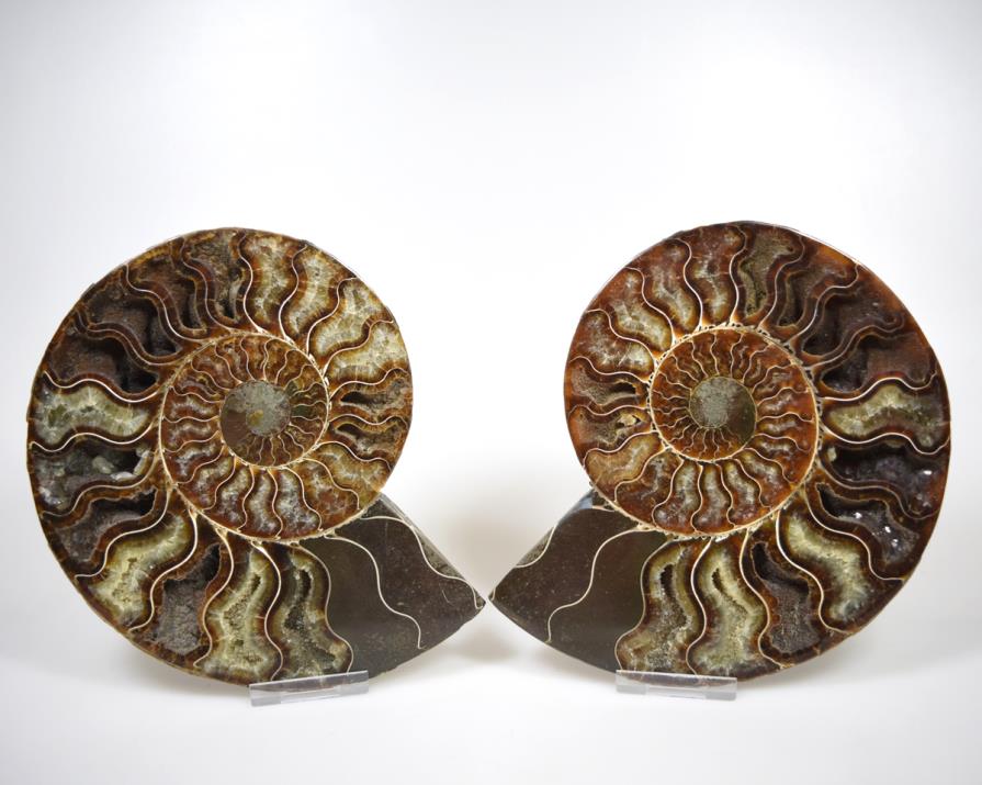 Ammonite Pair 17.5cm | Image 1