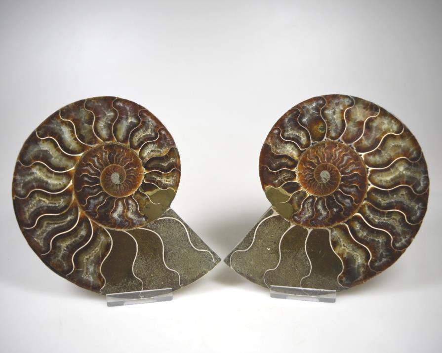 Ammonite Pair 14.1cm | Image 1