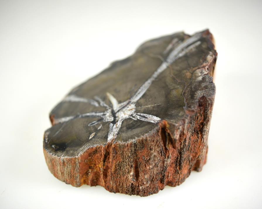 Fossilised Wood Branch bevel cut 7.1cm | Image 1