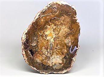 Fossilised Wood Branch 19.5cm | Image 1