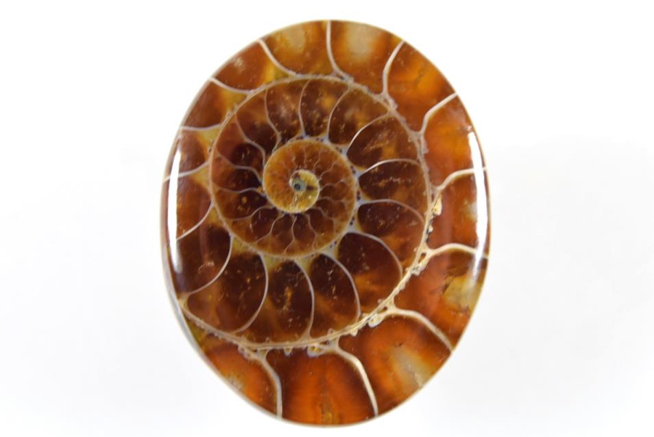 Ammonite Cabochon 3.95cm | Image 1