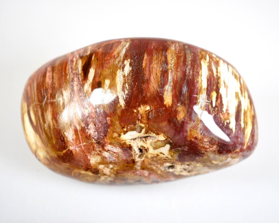 Fossil Wood Pebble Large 9.3cm | Image 1