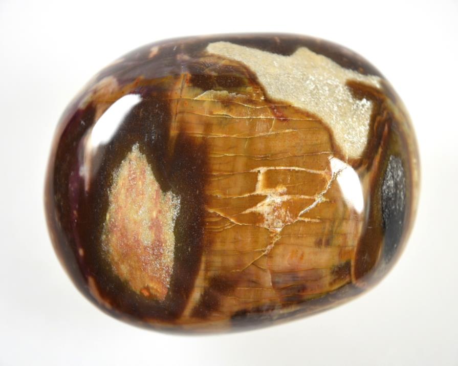 Fossil Wood Pebble 126grams | Image 1