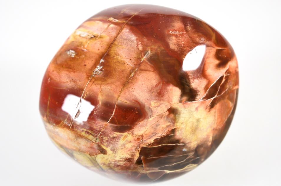 Fossil Wood Pebble Large 9.1cm | Image 1