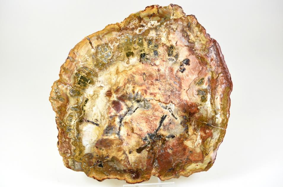 Fossilised Wood Slice 14.7cm | Image 1