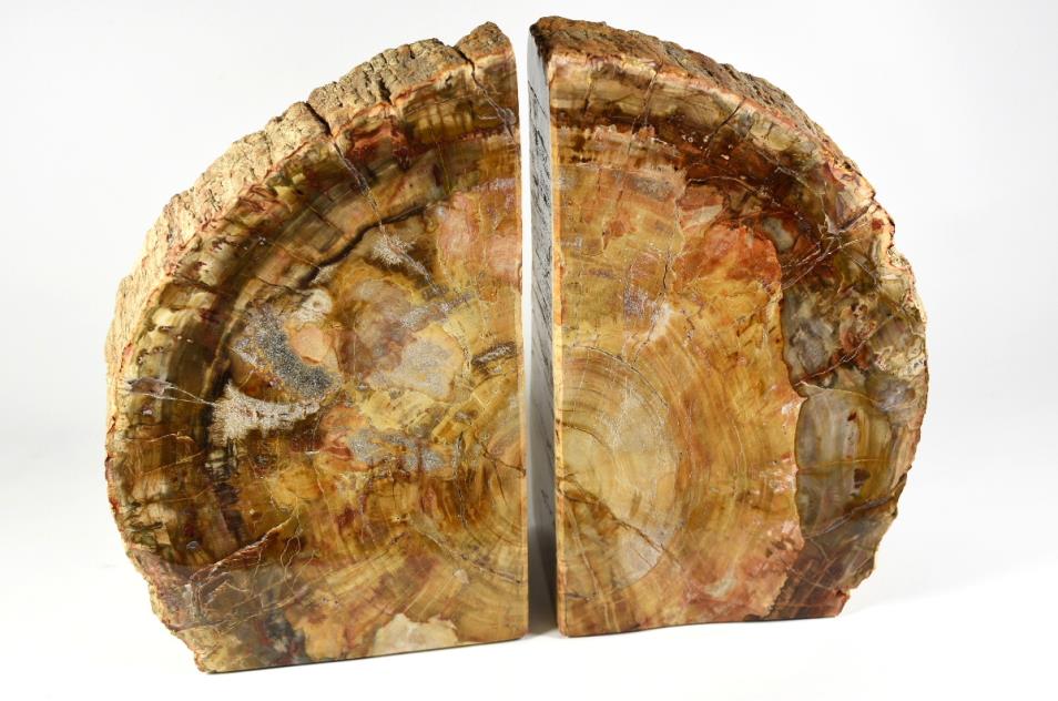 Fossil Wood Book Ends 25cm | Image 1