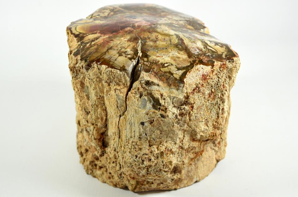 Large Fossilised Wood Log 15cm | Image 1