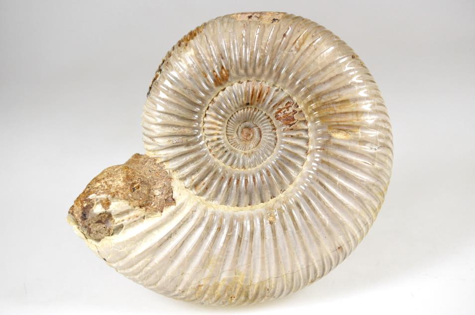 Ammonite Perisphinctes 9.4cm | Image 1