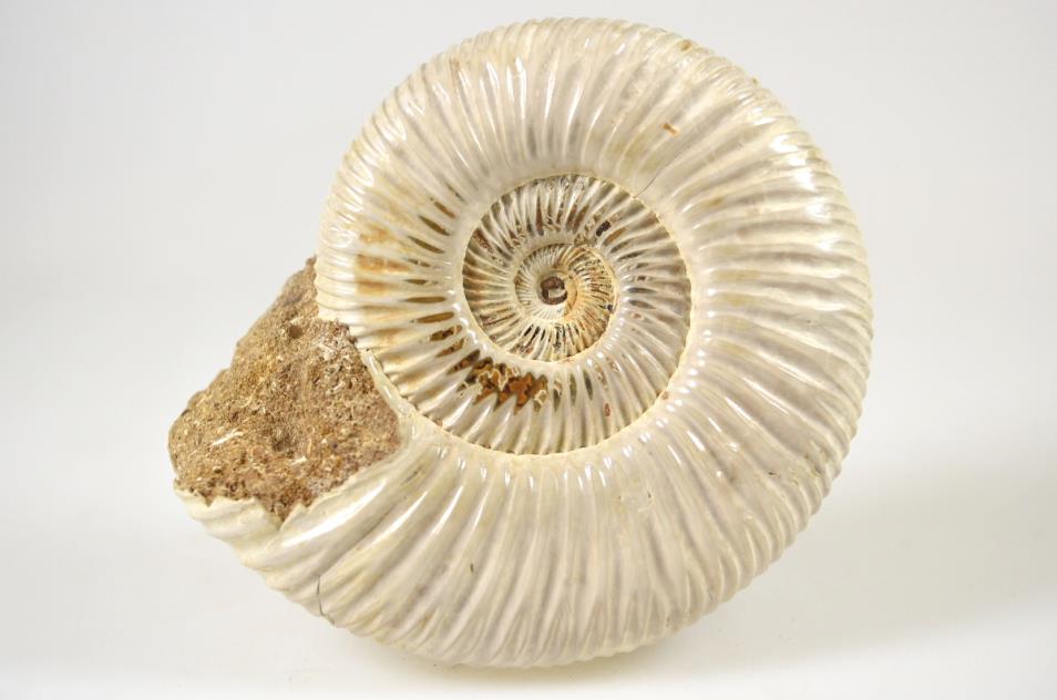 Ammonite Perisphinctes 8.6cm | Image 1