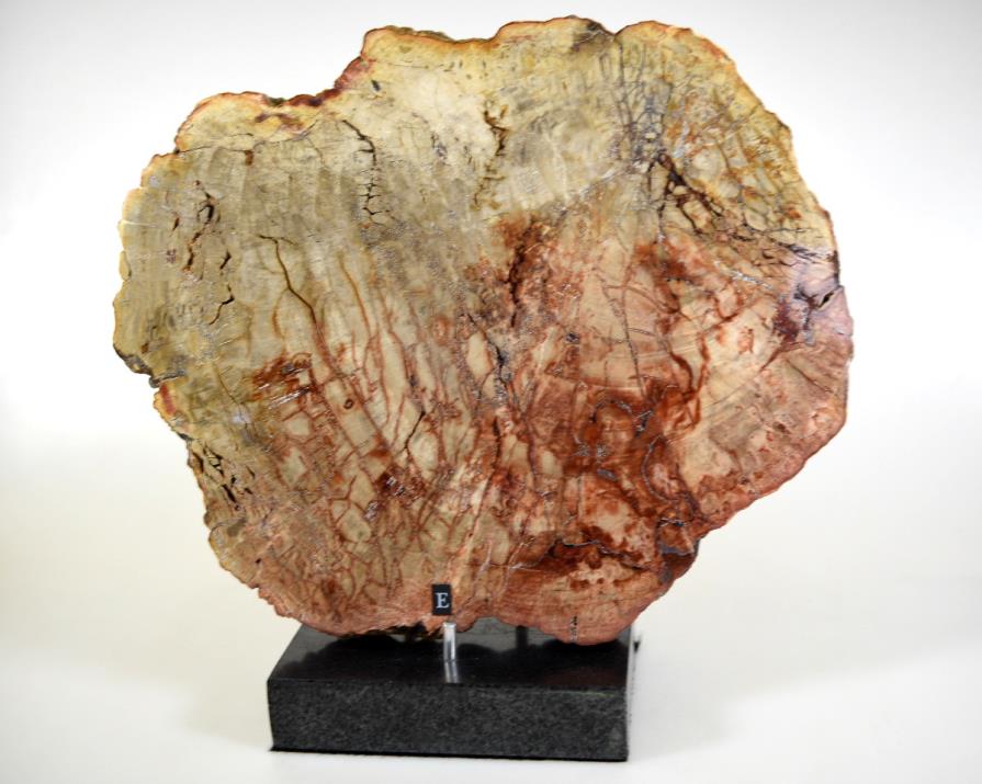 Mounted Fossilised Wood Slice 27cm | Image 1