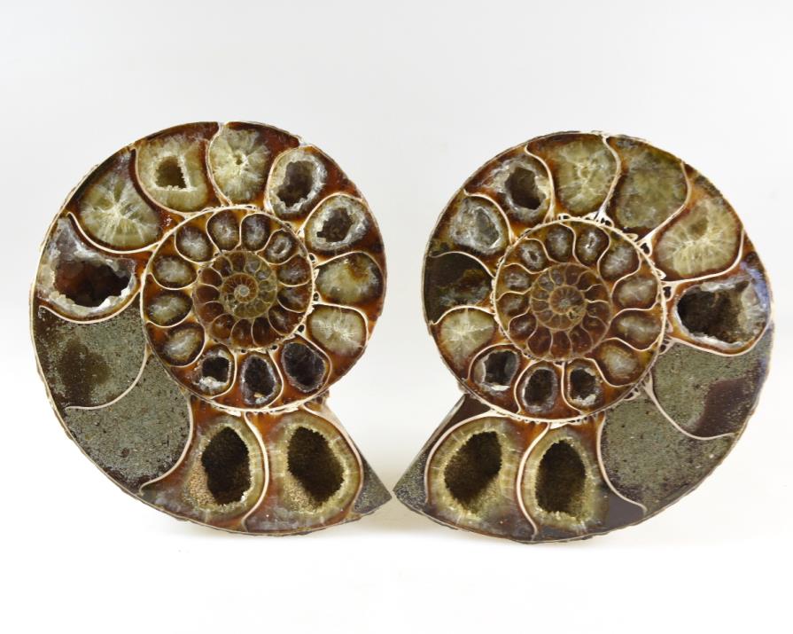 Ammonite Pair 10.6cm | Image 1