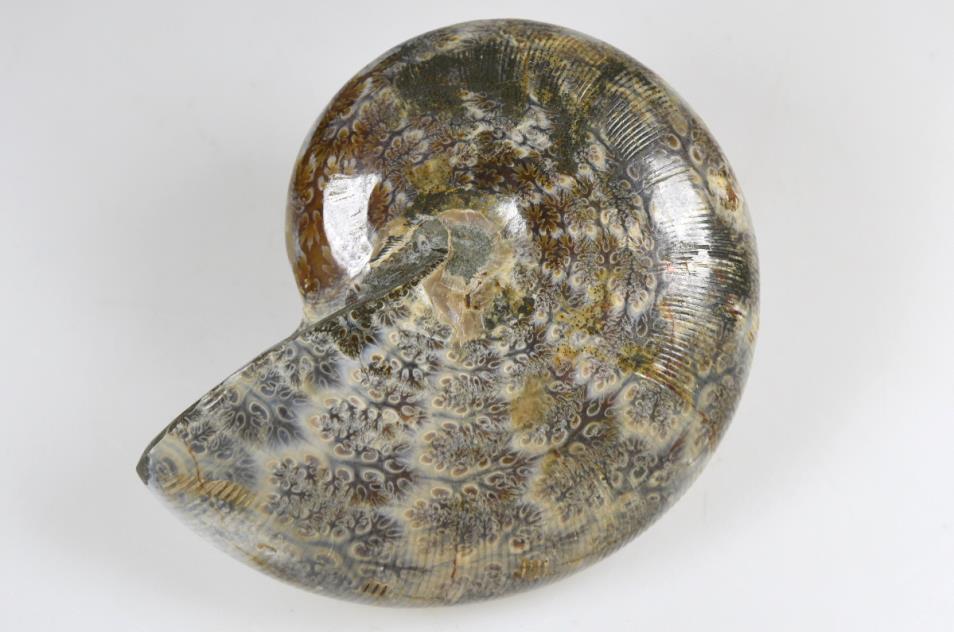 Ammonite Phylloceras 10.3cm | Image 1