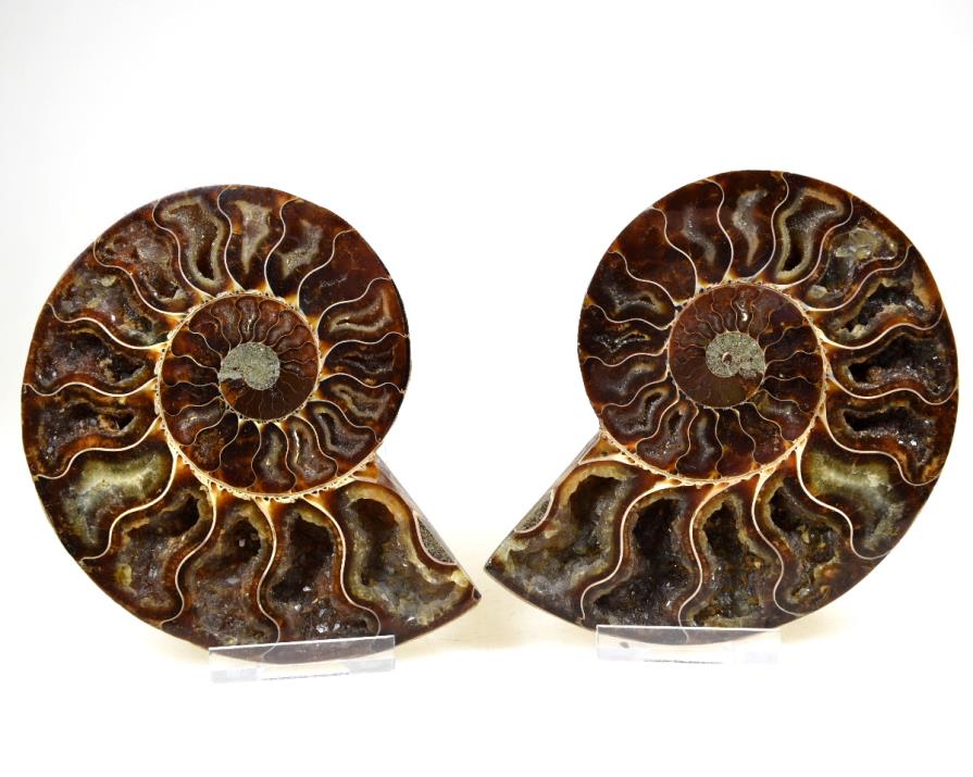 Ammonite Pair 12.1cm | Image 1