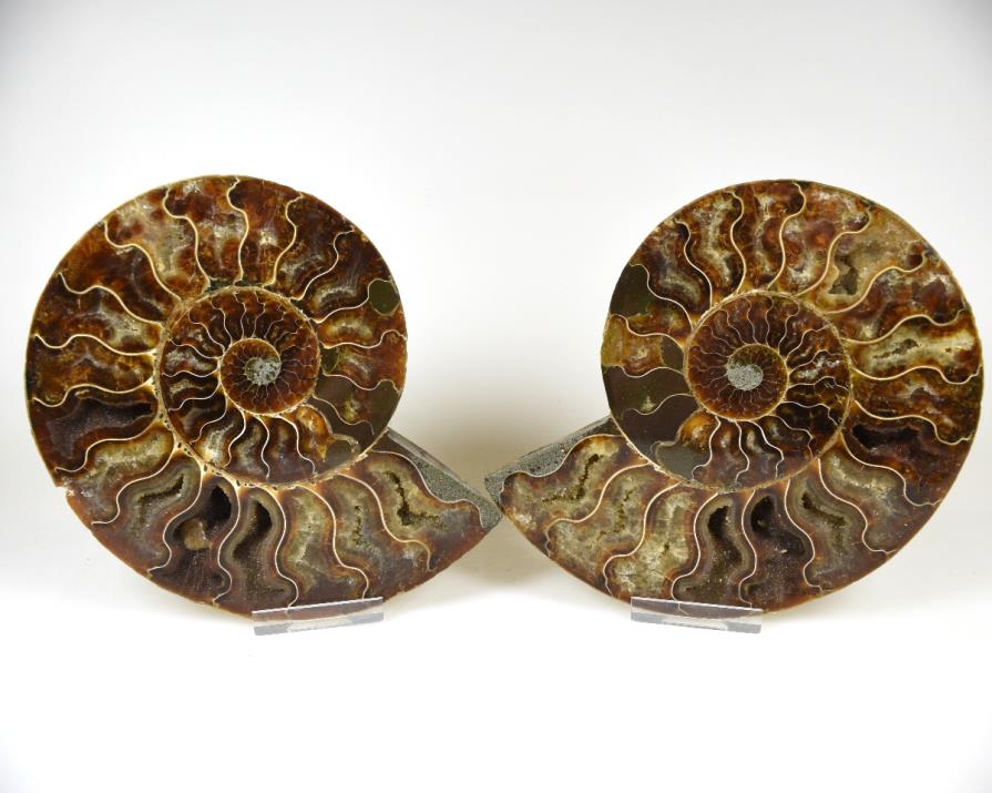 Ammonite Pair 15.5cm | Image 1