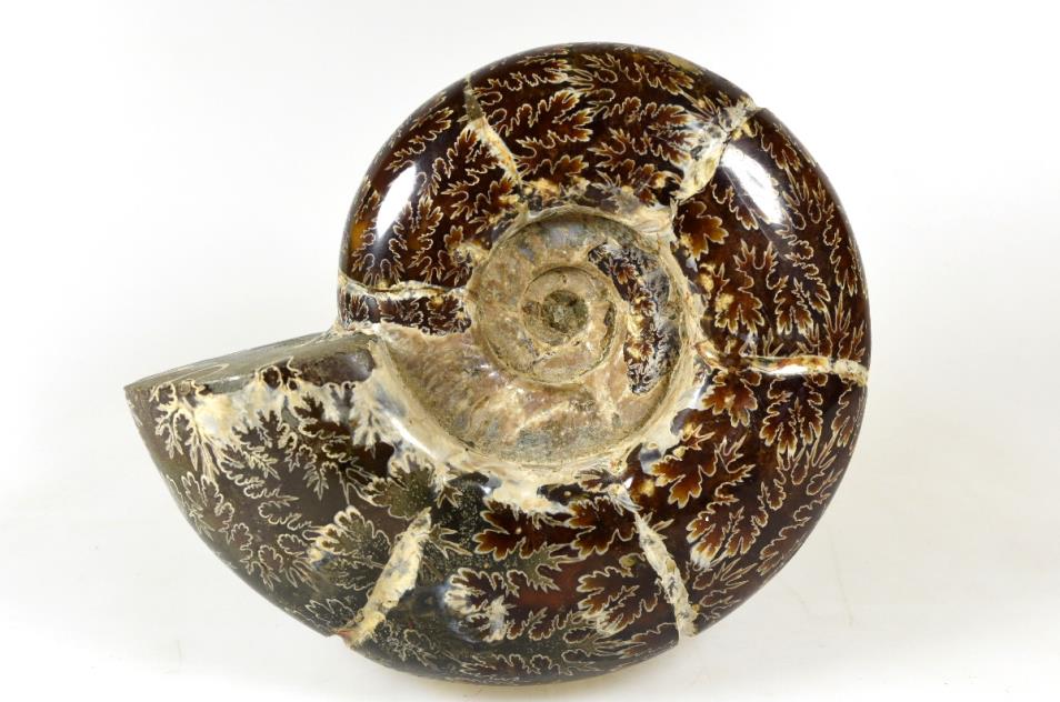 Ammonite Puzosia 15cm | Image 1