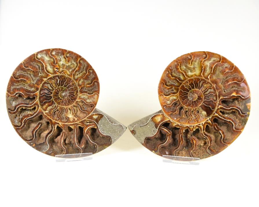 Ammonite Pair 14cm | Image 1