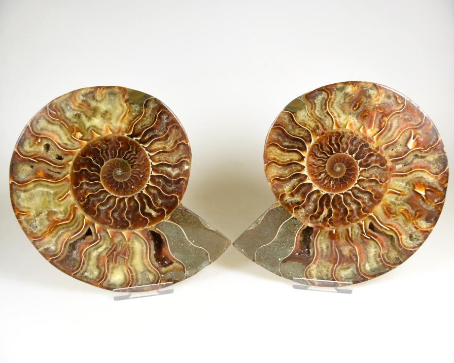 Ammonite Pair 15.6cm | Image 1