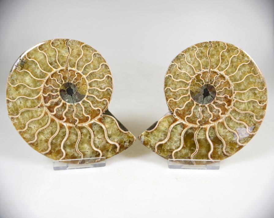 Ammonite Pair 11cm | Image 1