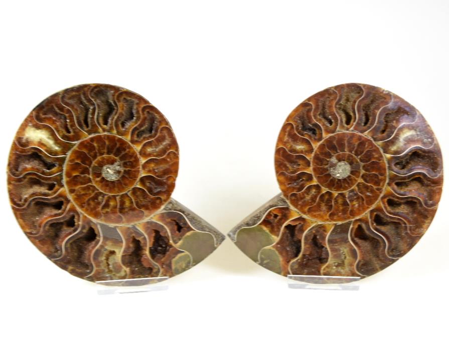 Ammonite Pair 12.8cm | Image 1