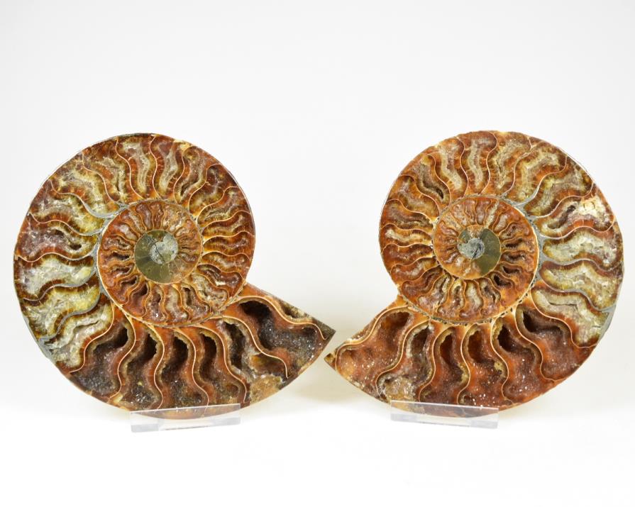 Ammonite Pair 12.6cm | Image 1