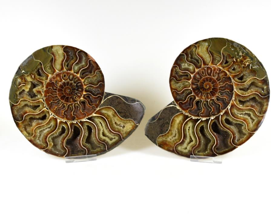 Ammonite Pair 17.9cm | Image 1
