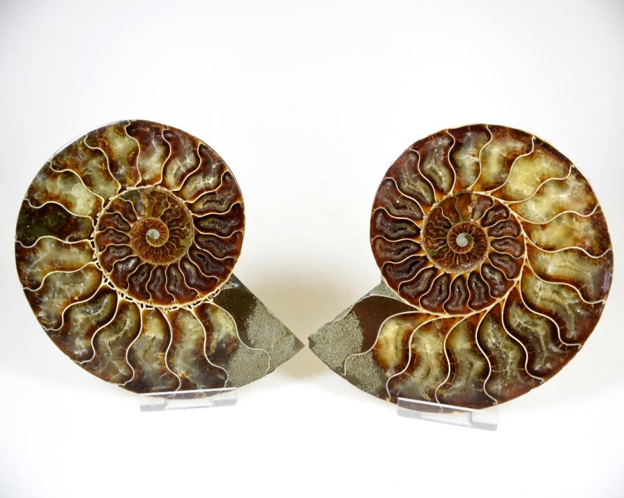 Ammonite Pair 13cm | Image 1