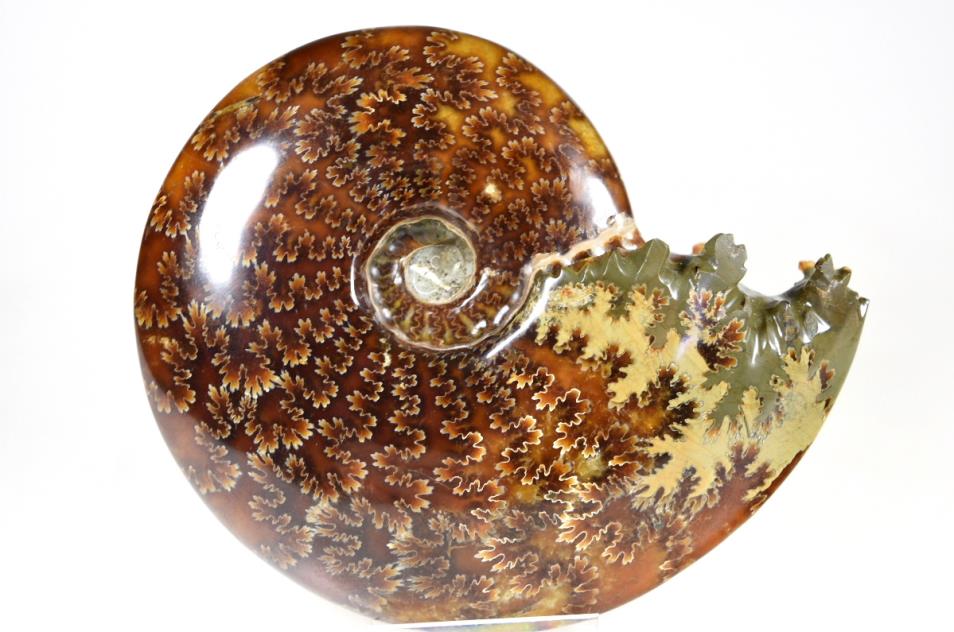 Ammonite Cleoniceras 13.2cm | Image 1
