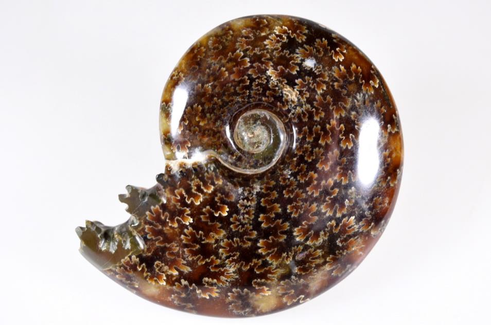 Ammonite Cleoniceras 9.6cm | Image 1