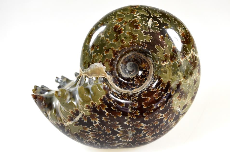 Ammonite Puzosia 8.7cm | Image 1