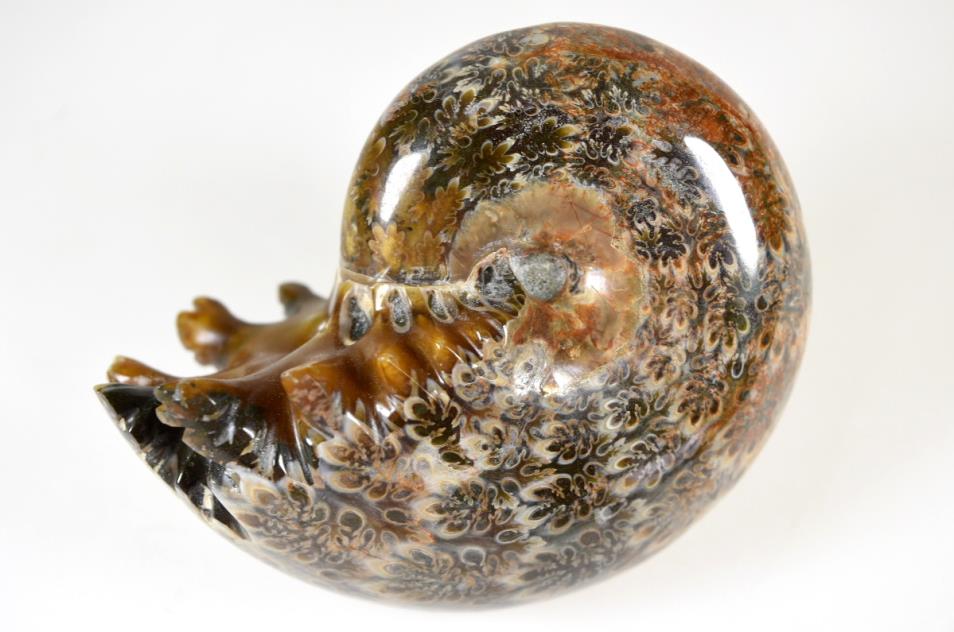 Ammonite Phylloceras 8.9cm | Image 1